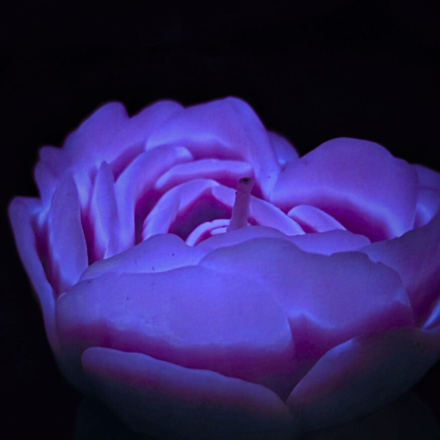 Свеча низкотемпературная люминесцентная GlowKink фиолетовая, L
