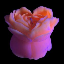 Cвiчка люмінісцентна низькотемпературна GlowKink персикова, М