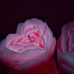 Cвiчка люмінісцентна низькотемпературна GlowKink рожева, М
