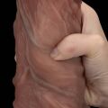 Великий товстий член - LoveToy Dual-Layered Silicone Cock XXL 10.5" Brown