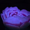 Cвiчка люмінісцентна низькотемпературна GlowKink фіолетова, М